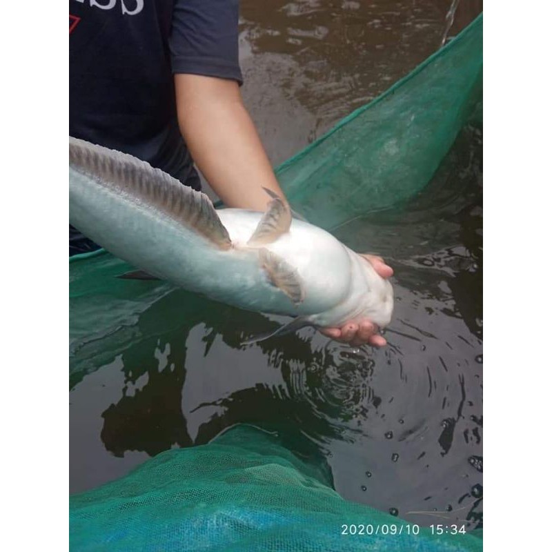 

larva ikan patin