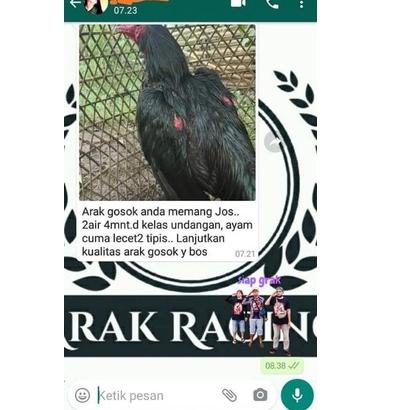 Sudah READY.. Arak Gosok Racing Arak Gosok Ayam Aduan Super