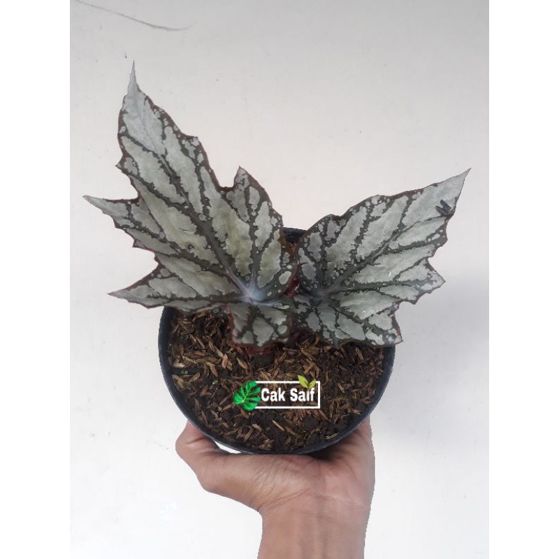 Begonia Silver / Begonia Polkadot Silver / Begonia Angel Wings Silver
