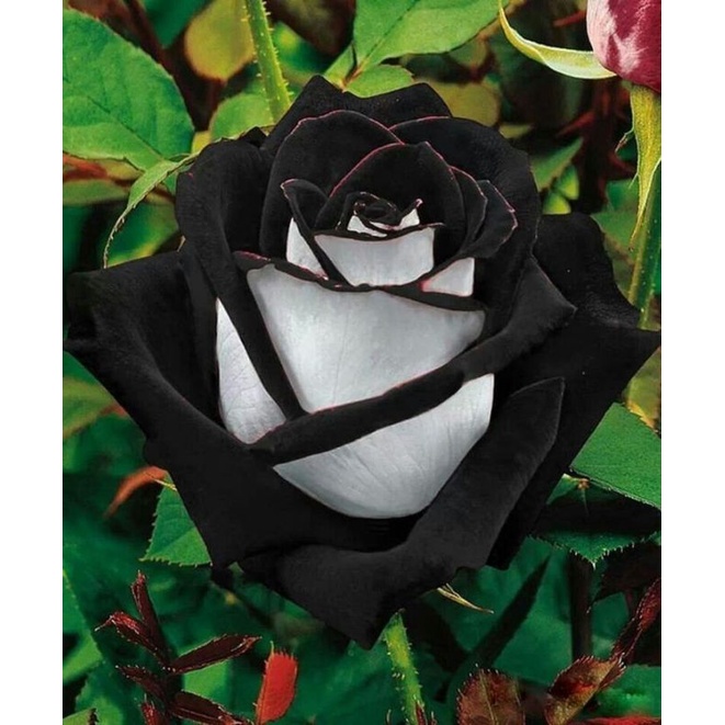 TANAMAN HIAS BIBIT BUNGA MAWAR BLACK ROSE