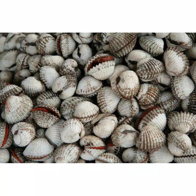 

KERANG DARA BARU SEGAR UNTUK OLAHAN SEAFOOD DLL 500 gram