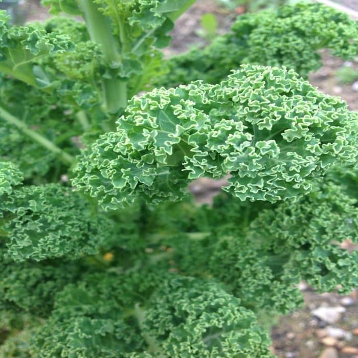 Benih Bibit Biji - Kale Borecole Green Dwarf Curly Seeds - IMPORT