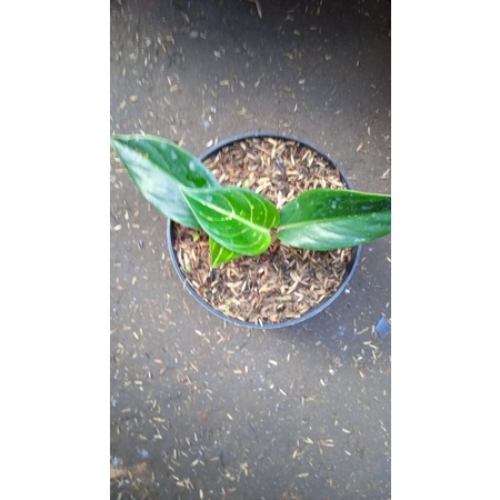 AGLONEMA BABY HOT LADY BLACK