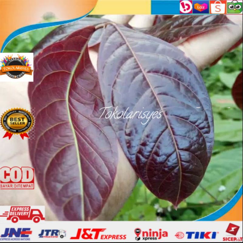 

Daun jengkol segar 1 kg