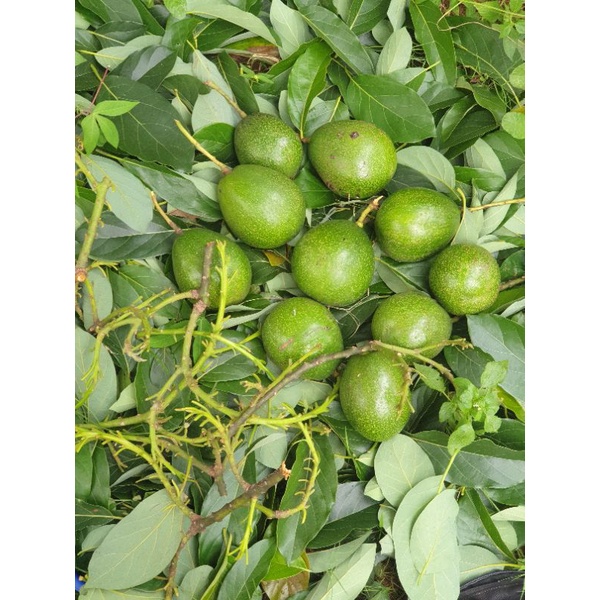 Entres Alpukat Miki, Kendil/hawai jumbo, Yamagata, Hass, Fuerte. 1 paket 10 batang entres.