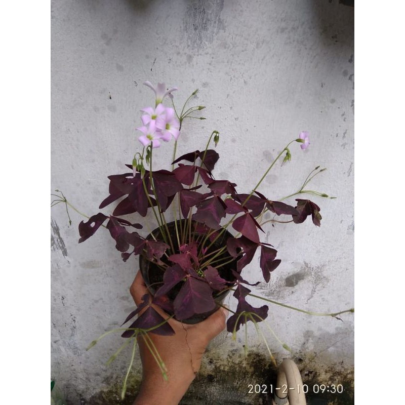 indukan oxalis  batik