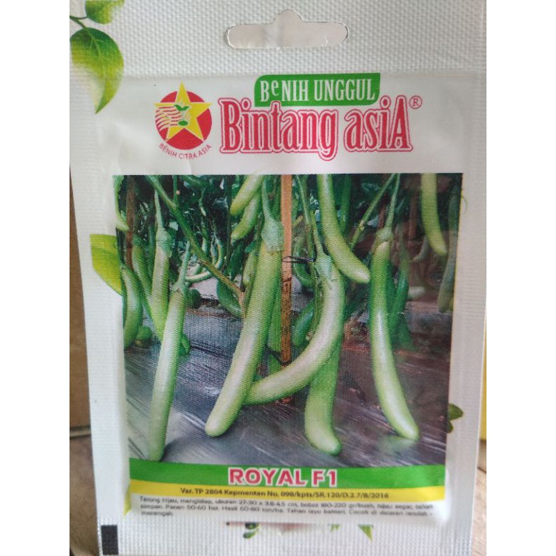 benih terong hijau royal f1