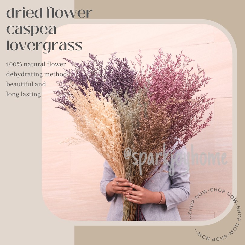 PROMO GROSIR MURAH Dried Flower Dekorasi Bunga Kering Rustic Vintage Preserved Caspia Caspea Statice