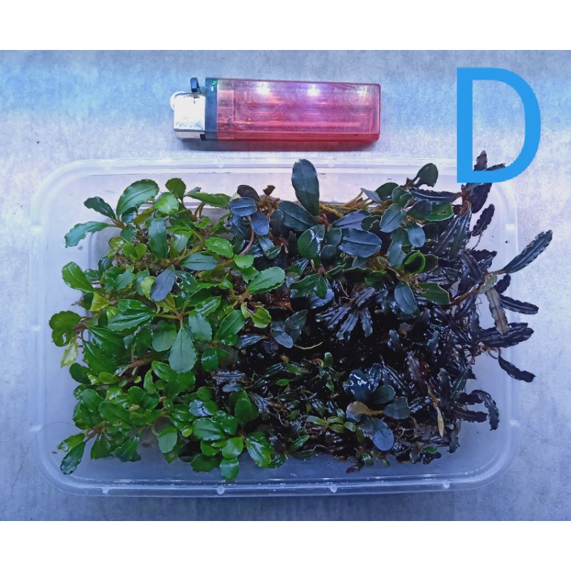 bucephalandra