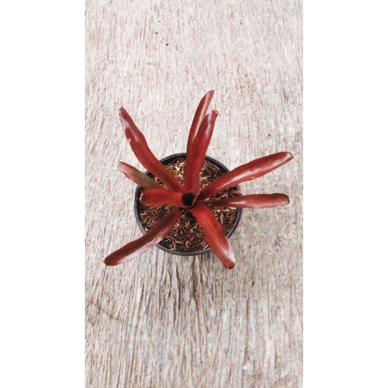 tanaman hias bromolia merah