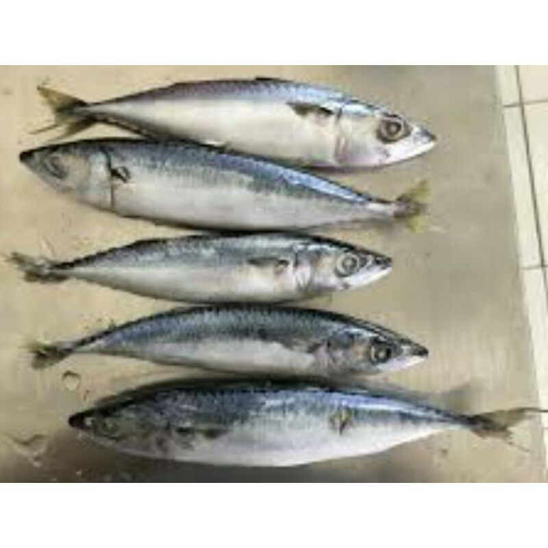 

Ikan Salem Fresh/500gr