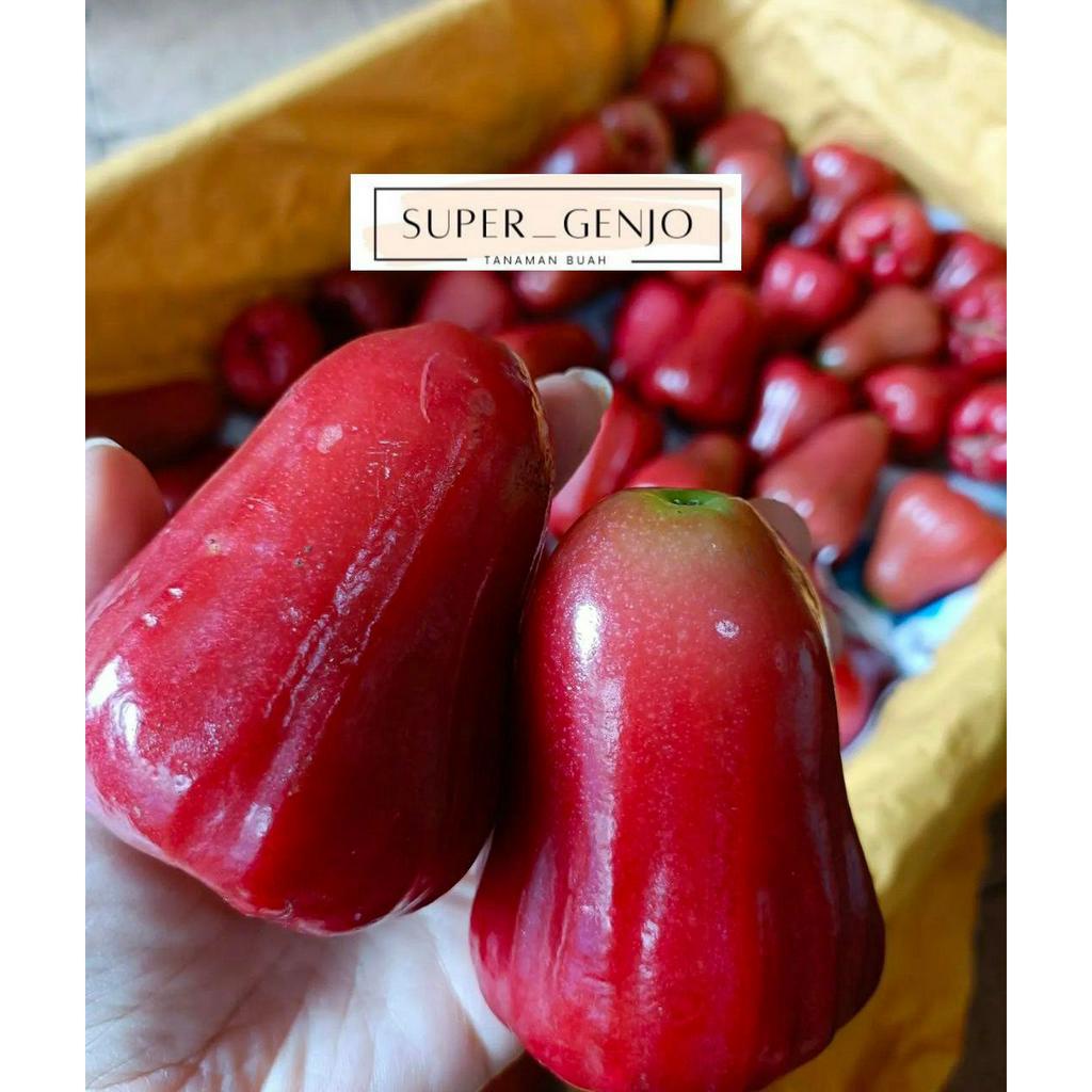 Bibit Jambu Air Citra Super Manis