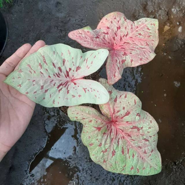 Size Anakan Caladium White Leopard (Tanpa Pot)