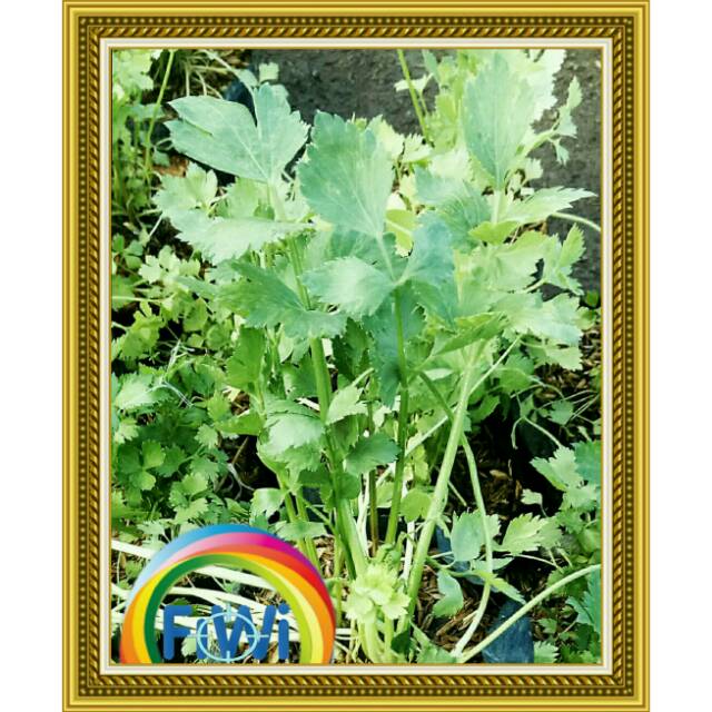 Tanaman bibit seledri herbal/sayuran/pelengkap masakan