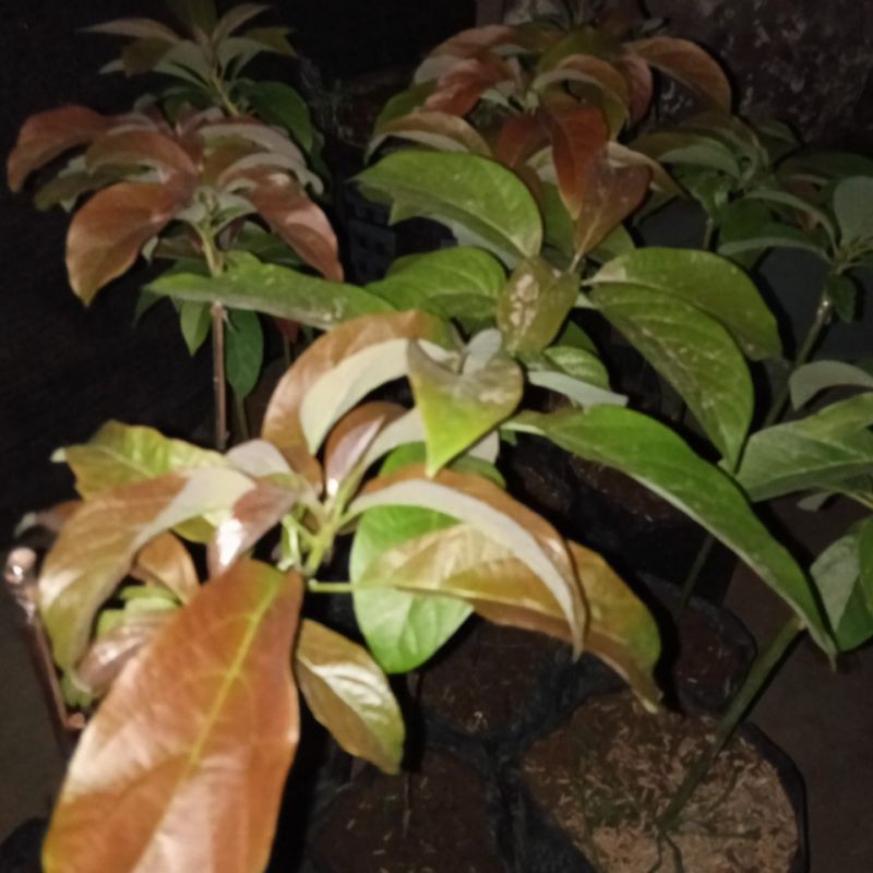 

alpukat red viednam