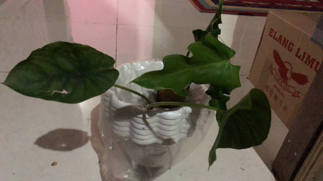 Alocasia Green Shield ( Cylpeolata )