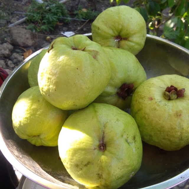 

Buah JAMBU KRISTAL MANIS & SEGAR