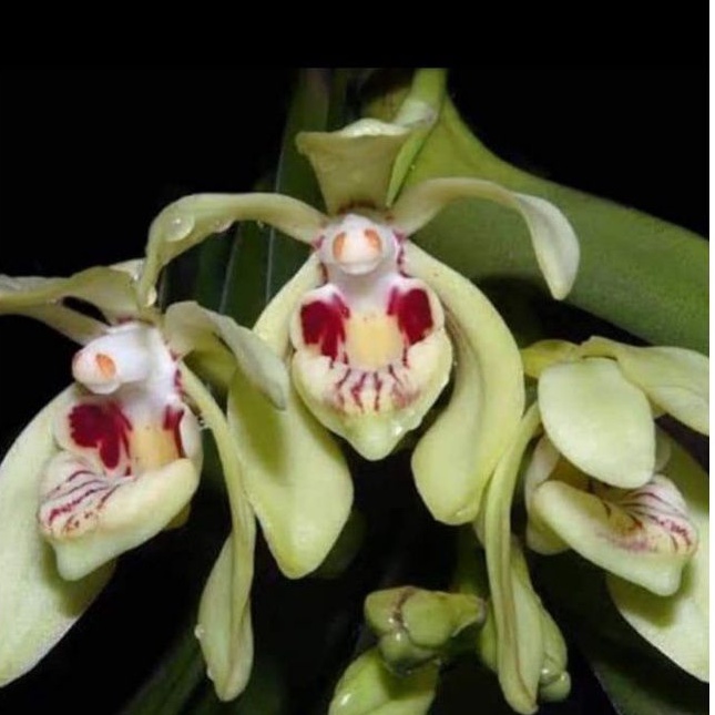 anggrek vanda pumila sp aceh