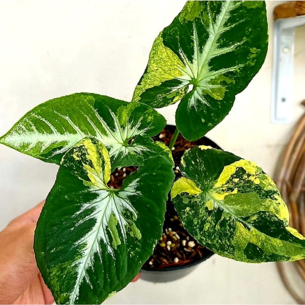 Syngonium  Scrambledeggs/ syngonium / singonium / syngonium pink / singonium pink / singonium pink s