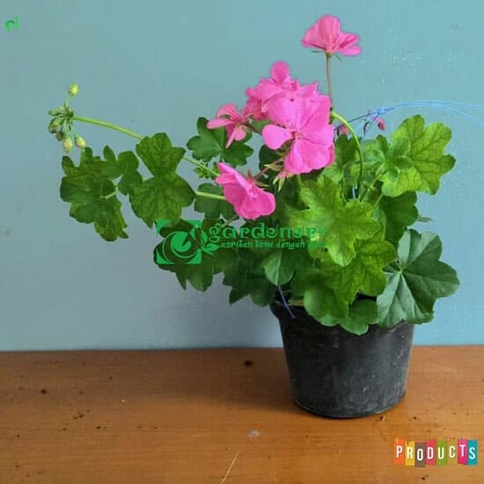 Tanaman hias gantung Geranium bunga pink muda / geranium patriot bright violet -