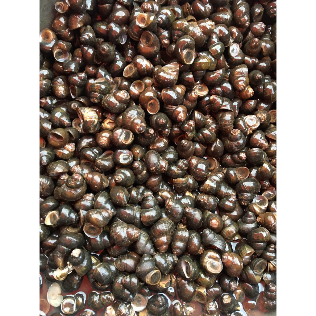 

Tutut 500 Gram