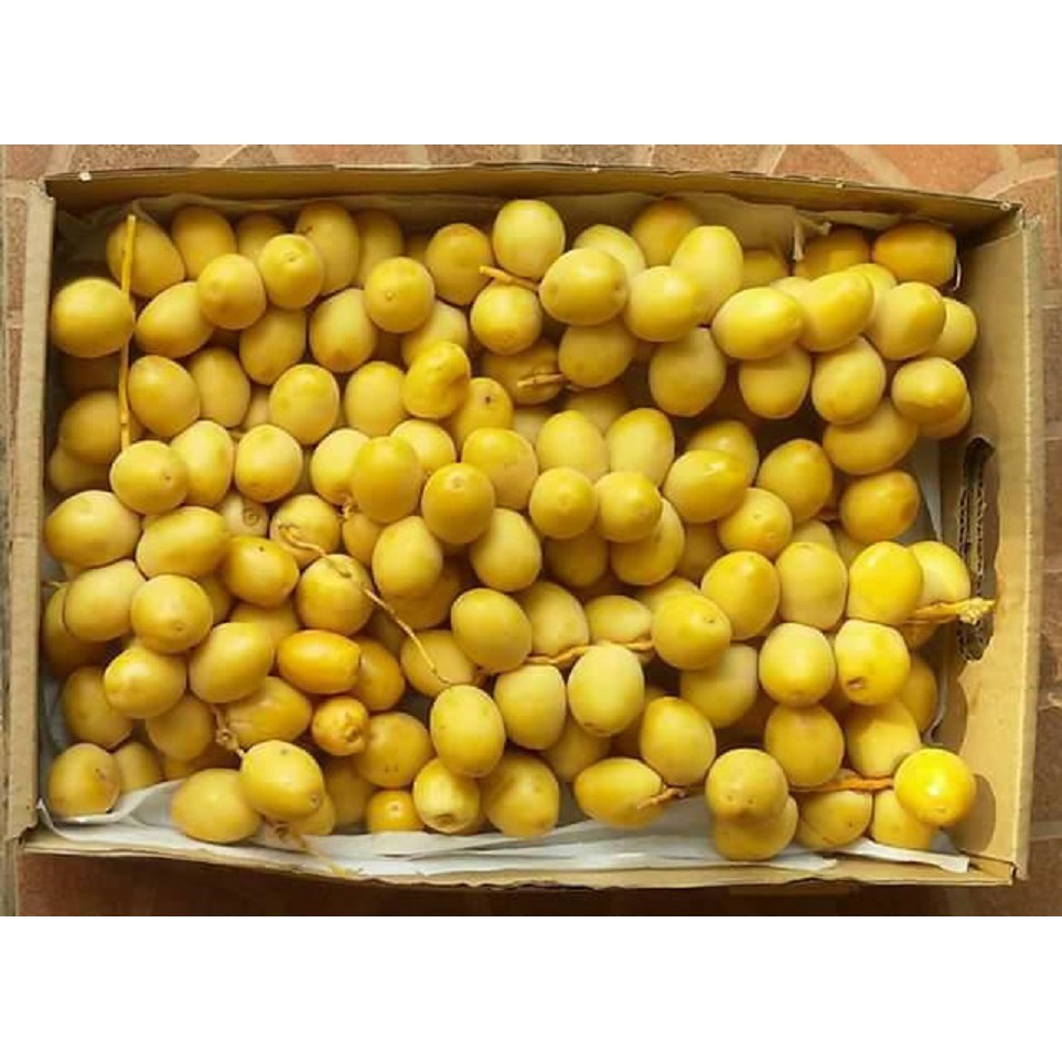 

(FRESH QUALITY) KURMA MUDA TANGKAI BARHI 1KG 1 KG Ruthob Ruthab Kuning