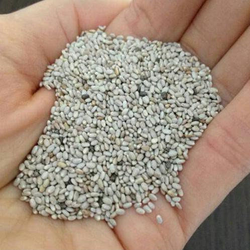 

ORGANIC WHITE CHIA SEED - AUSTRALIA 300GR