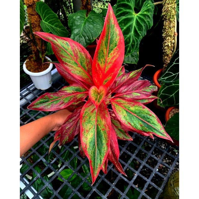 Aglonema Red Lipstik Siam Aurora | Bunga Aglonema Red Lipstik Siam Aurora Remaja | Tanaman Hias Hidu