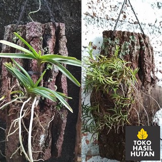 Kulit Pinus Media Tanam Anggrek Tempel  Toko Hasil Hutan 