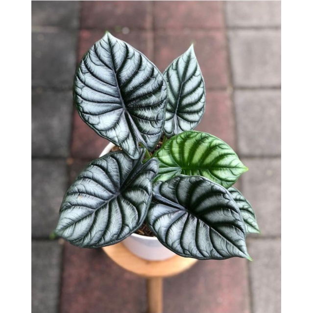 Alocasia Dragon Scale | Tanaman Hias Alocasia Dragon Scale 5 Daun Perfect