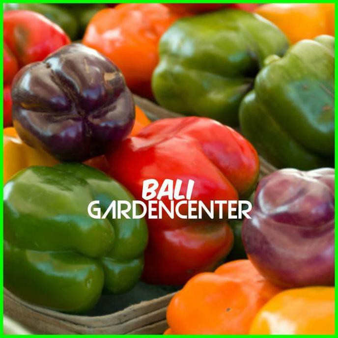 Paket Benih Biji Bibit Buah Paprika 4 Jenis