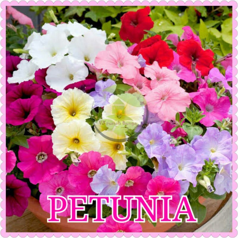 5 Biji - Benih Bunga Petunia Warna Campur