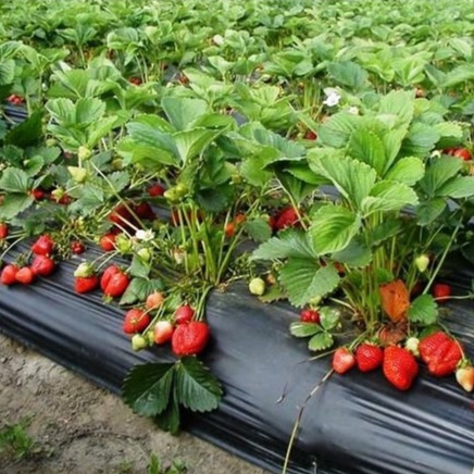 10 Benih Bibit Strawberry Mencir Dataran Rendah Tanaman Buah Stroberi Jumbo Manis Super Premium