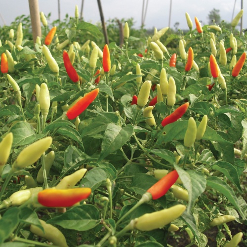 20 Benih Bibit Cabe Cabai Rawit Sret Merah Setan Benih Sayuran Pedas Bintang Asia Unggul Berkualitas Premium Seed Benih Seribu Official Store Semarang-2