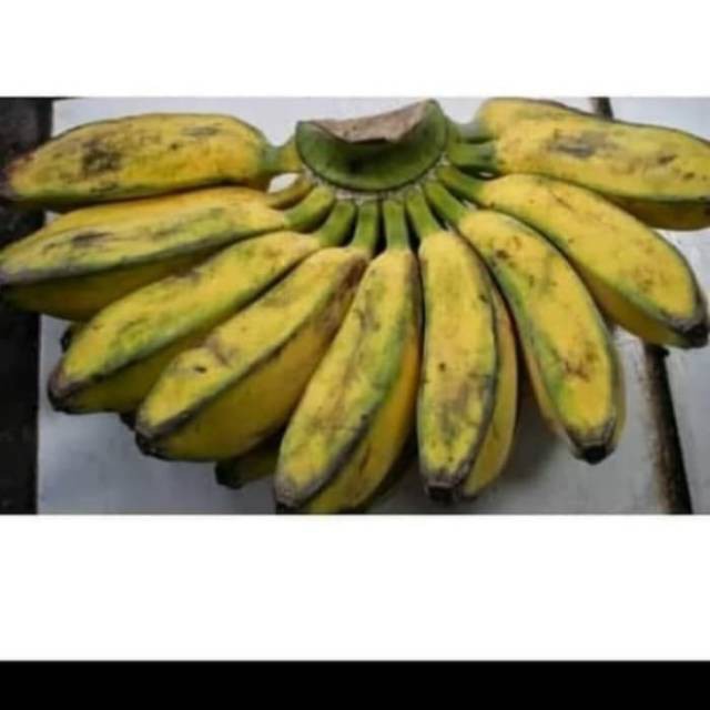 

Pisang Kepok Super Matang 1kg - Untuk Goreng Pidang / Pisang Molen