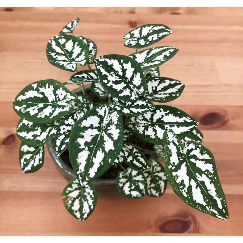 Caladium Liliput Humboldtii/Keladi Mutiara/Keladi Liliput