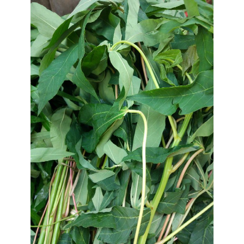 

Daun Singkong per 3 ikat