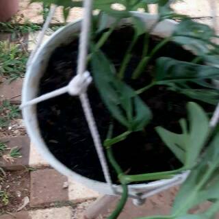 MONSTERA DELICIOSA JANDA BOLONG TANAMAN RAMBAT MURAH MONSTERA DELICIOSA JANDA BOLONG TANAMAN RAMBAT MURAH
