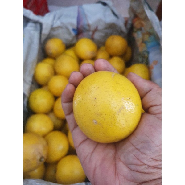 

Lemon California Fresh uk sedang 6-7bh/kg