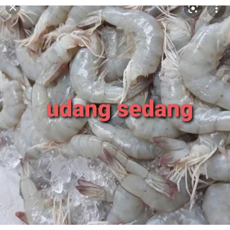 

Udang sedang/udang sayur fresh 500grm