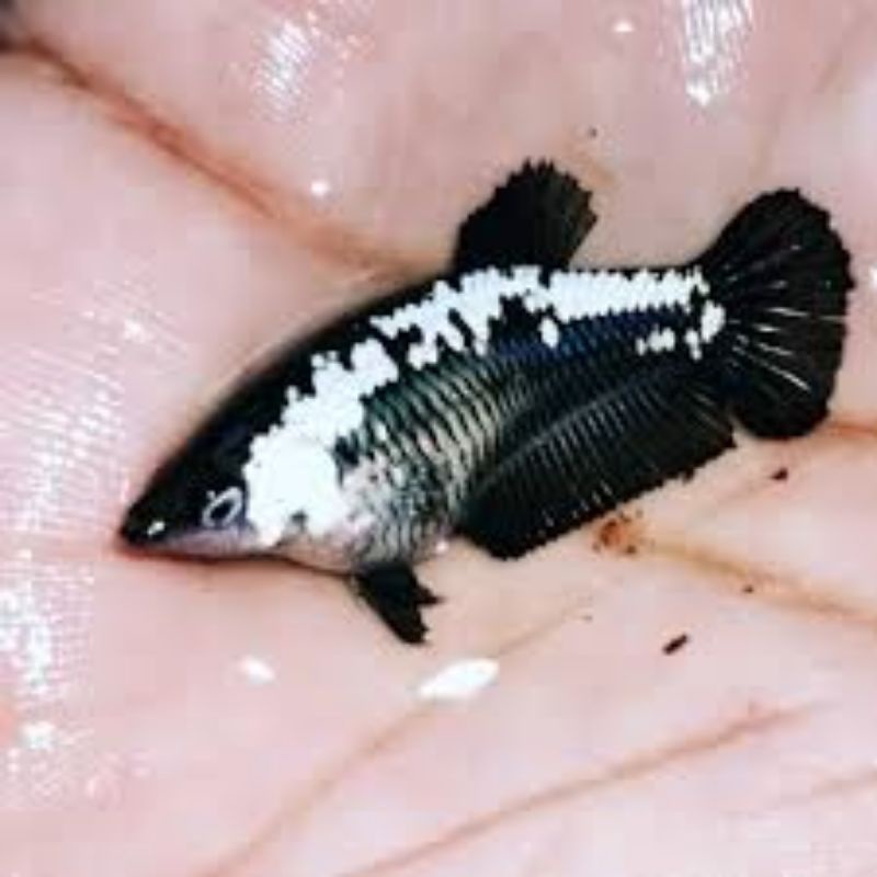 CUPANG BLACK SAMURAI BETINA FULL TELUR