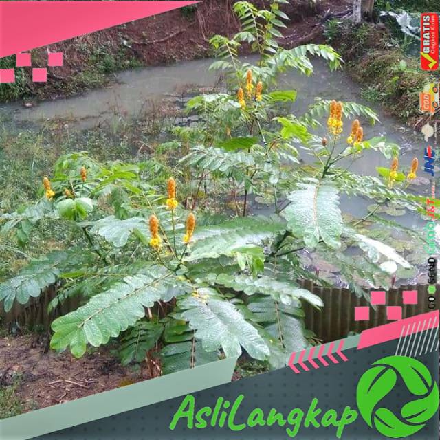 

Kimanila/ketepeng cina segar / 500 gram