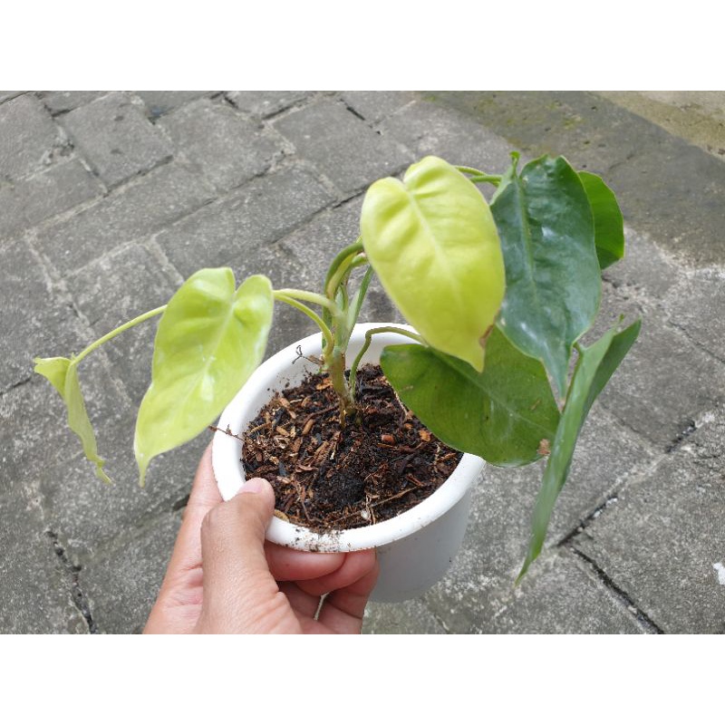 burlemax varigata
