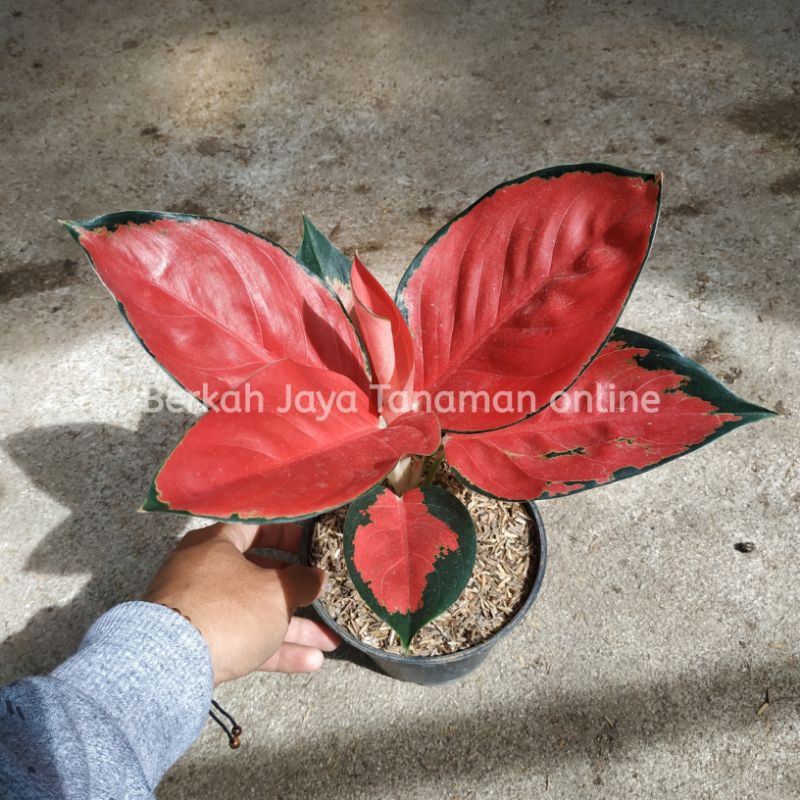 TANAMAN HIAS AGLAONEMA SUKSOM CULTURE STANG PENDEK || AGLAONEMA SUKSOM || SUKSOM
