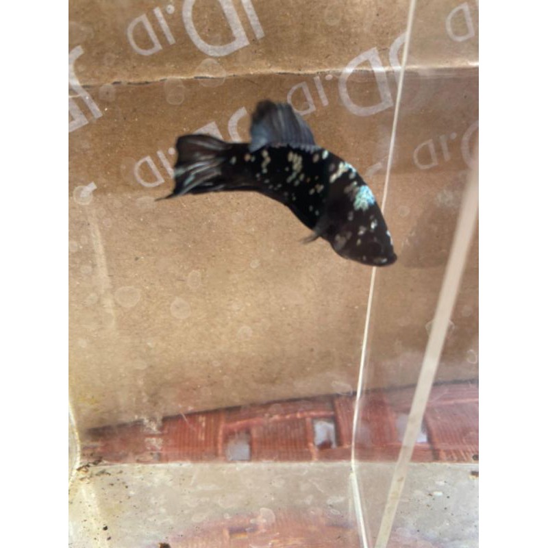 cupang avatar copper gold