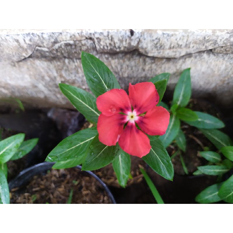 TANAMAN VINCA ORANGE HIDUP