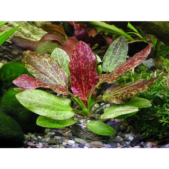 Echinodorus Red Flame ( tanaman Aquascape Low co2 )