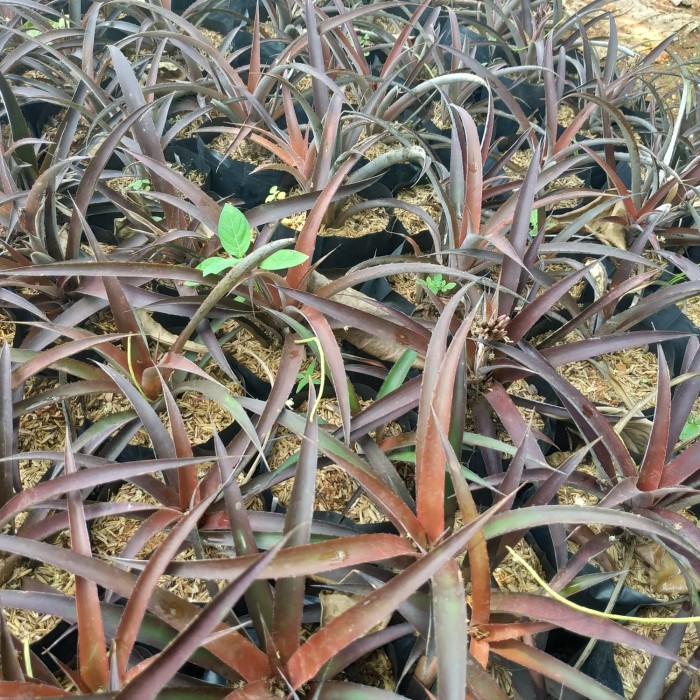 Tanaman Hias Nanas Hias Merah