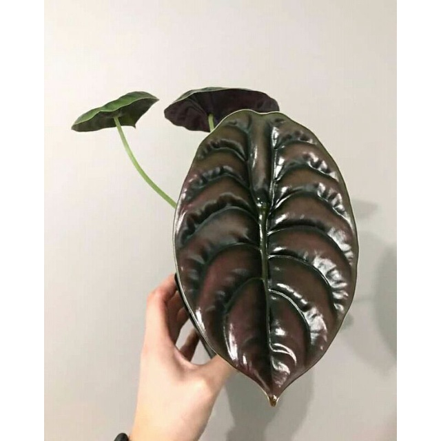 Tanaman hias Alocasia Cuprea / Keladi Tengkorak merah