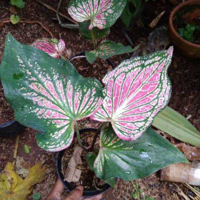 Tanaman Hias Keladi Wayang  Caladium Bicolour Shopee 